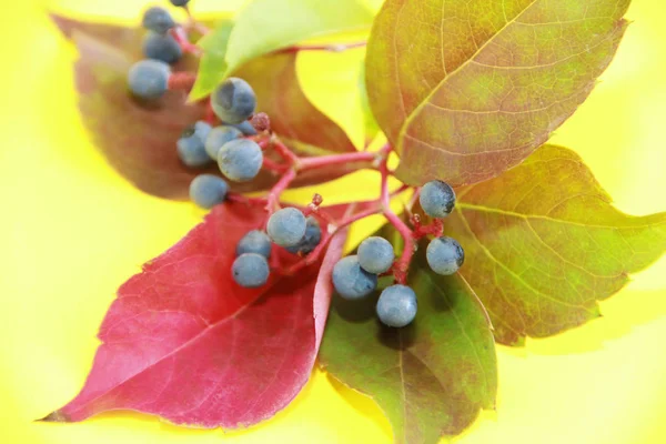 Φθινοπωρινά κόκκινα πράσινα φύλλα και μπλε μούρα σε κίτρινο φόντο — Φωτογραφία Αρχείου