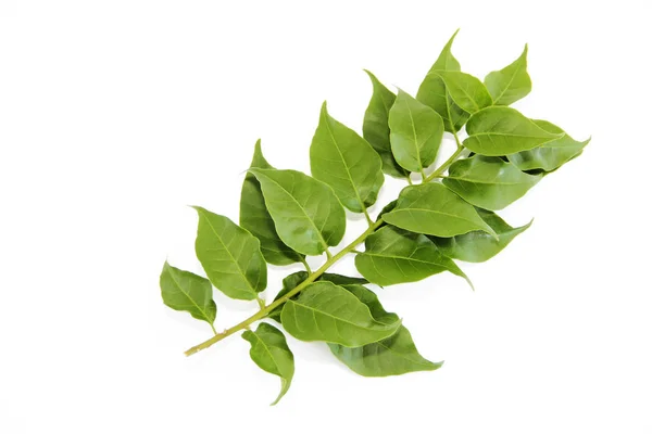 Φυσικά πράσινα φύλλα δέντρου με φλέβες σε λευκό φόντο — Φωτογραφία Αρχείου