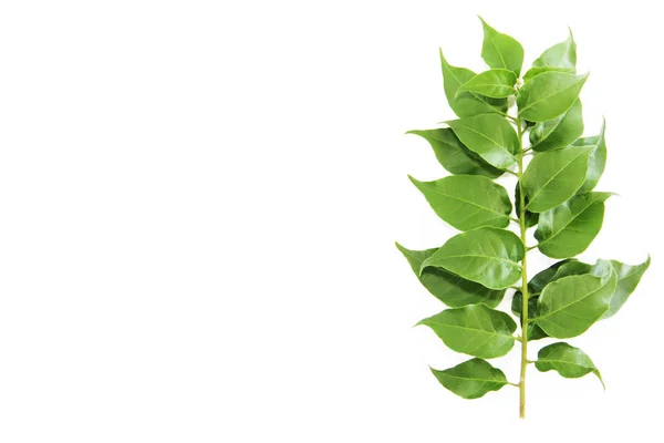 白い背景に葉脈のある木の緑の葉 — ストック写真