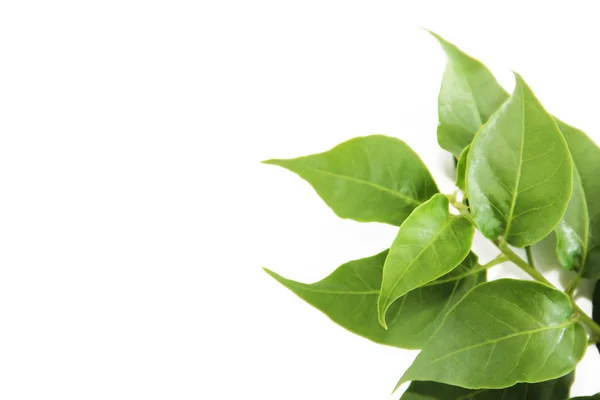 Natural green leaves of a tree with veins on a white background — Stock Photo, Image