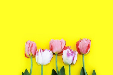 Kadınlar günü için yeşil yapraklı doğal dekoratif pembe laleler.