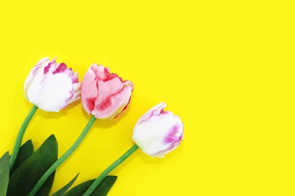 Tulipanes rosados decorativos naturales con hojas verdes para el día de la mujer — Foto de Stock