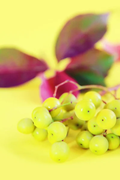 Petites baies vertes naturelles sur un fond de feuilles rouges — Photo