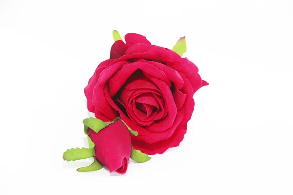 Természetes Vörös Rózsa Virág Zöld Levelek Egy Fehér Háttér — Stock Fotó