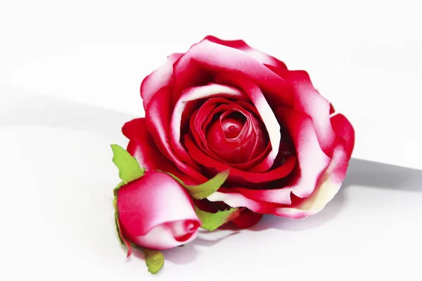 白い背景に緑の葉を持つ天然の赤いバラの花 — ストック写真