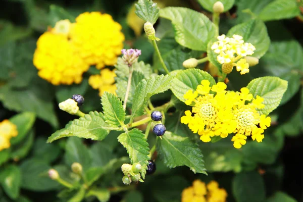 Natural yellow lantana flowers with petals and green leaves — Stock Photo, Image
