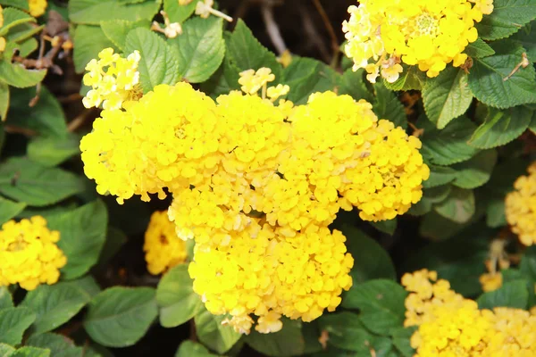 Természetes sárga lantana virágok szirmokkal és zöld levelekkel — Stock Fotó