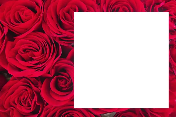 Carte de vœux avec roses rouges naturelles pour la fête du 8 mars et la Saint-Valentin — Photo