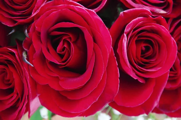 バレンタインデーと3月8日のための自然の美しい赤いバラの花の花束 — ストック写真