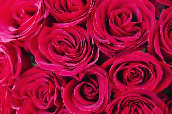 Csokor természetes gyönyörű vörös rózsa virágok Valentin-napra és március 8 — Stock Fotó