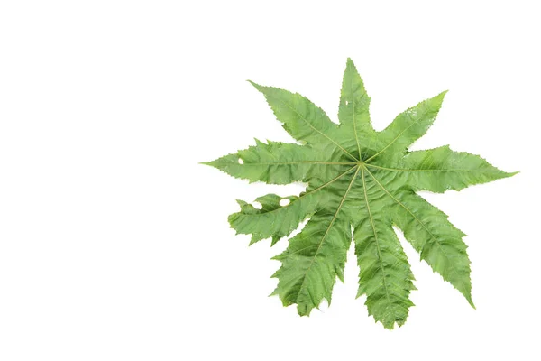 Natürliches Grünes Ahornblatt Mit Adern Auf Weißem Hintergrund — Stockfoto