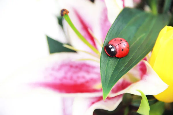 Natural Beautiful Pink Lily Flower Ladybuga Petals Leaves Insect — Stock Photo, Image