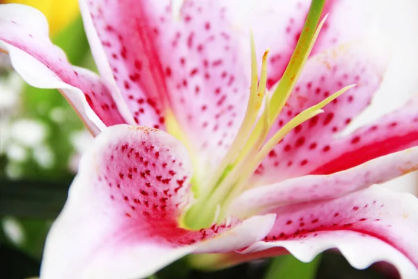 Gran Flor Lirio Rosado Natural Con Pétalos Mortero — Foto de Stock