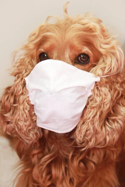 Ingwer Cocker Spaniel Hund Weißer Medizinischer Maske — Stockfoto