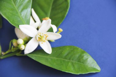 Mavi arka planda yeşil yapraklı doğal küçük beyaz turuncu çiçekler.