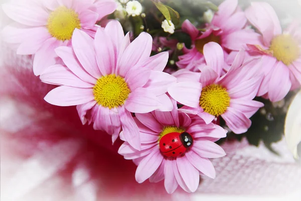 Marienkäfer Rosa Chrysanthemenblüten Und Grüne Blätter — Stockfoto