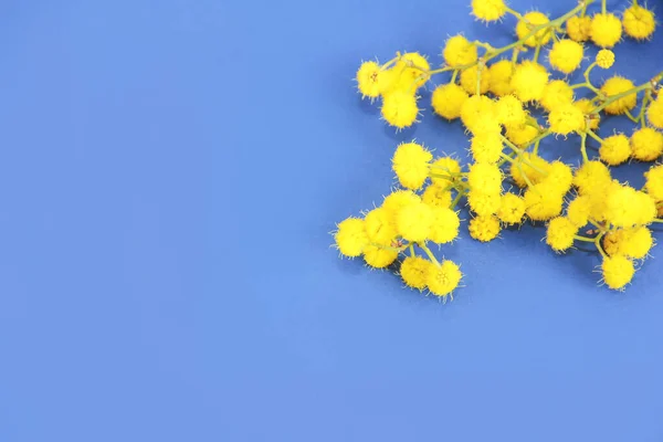 Pequeñas Flores Naturales Mimosa Amarilla Sobre Fondo Azul — Foto de Stock