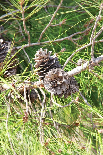 Ağaçtaki Doğal Çam Kozalakları — Stok fotoğraf