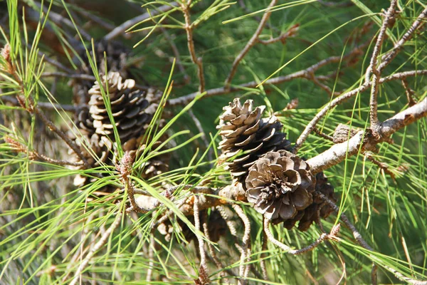 Naturlige Brune Kongler Trær Grener – stockfoto
