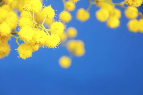 Flores Amarillas Pequeñas Naturales Mimosa Sobre Fondo Azul — Foto de Stock