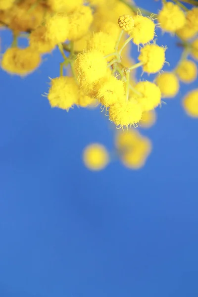 Natürliche Kleine Gelbe Mimosa Blüten Auf Blauem Hintergrund — Stockfoto