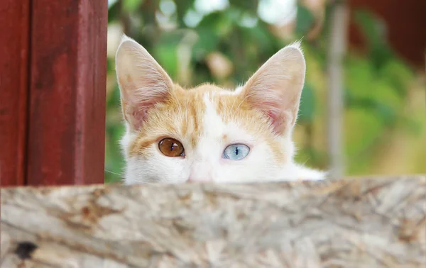 Moncong Dari Kucing Merah Dengan Warna Coklat Dan Mata Biru — Stok Foto