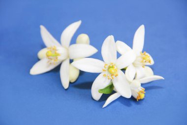 natural white orange fruit flowers on a blue background clipart
