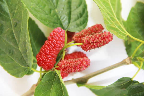 Natürliche Beere Rote Maulbeere Mit Grünen Blättern — Stockfoto