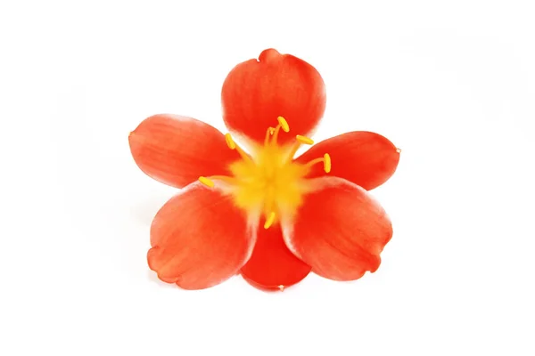 Natürliche Orange Lilienblüten Mit Gelben Staubgefäßen Auf Weißem Hintergrund — Stockfoto