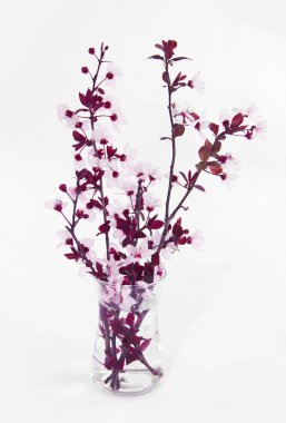 Beyaz arka planda pembe kiraz çiçekleri olan dallar