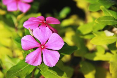 Yeşil yaprakların arka planında doğal pembe çiçekler menekşe renginde