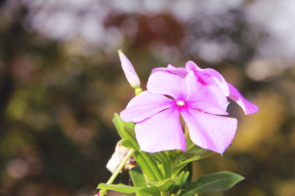 натуральные розовые цветы periwinkle на фоне зеленых листьев
