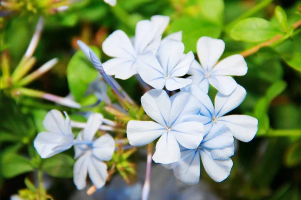 Pequenas Flores Naturais Jasmim Fundo Folhas Verdes — Fotografia de Stock