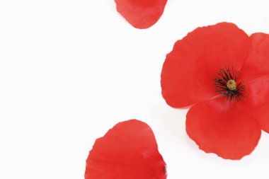 Beyaz arka planda taç yaprakları olan doğal kırmızı haşhaş çiçeği