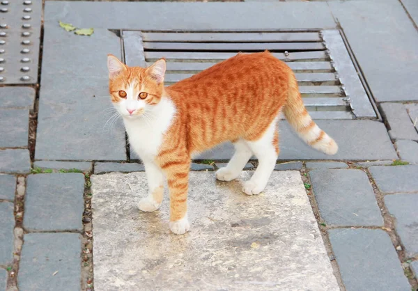 Kucing Merah Tabby Berjalan Jalan — Stok Foto