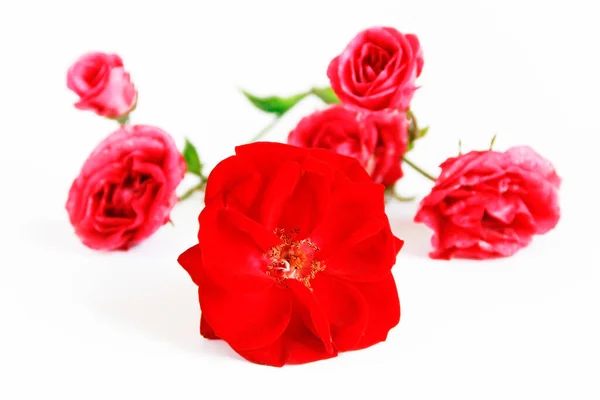 Természetes Piros Rózsa Virág Fehér Háttér — Stock Fotó