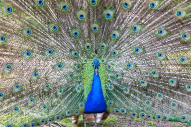 Tavus kuşu pavo cristatus, baş alınan