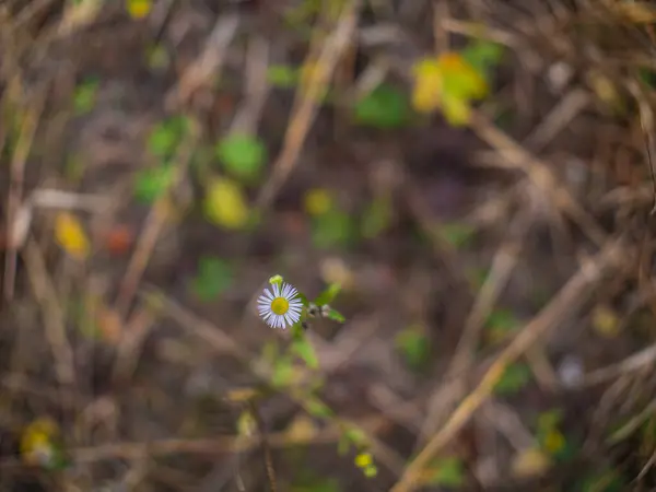 beautiful little daisy flower on a beautiful blurred background