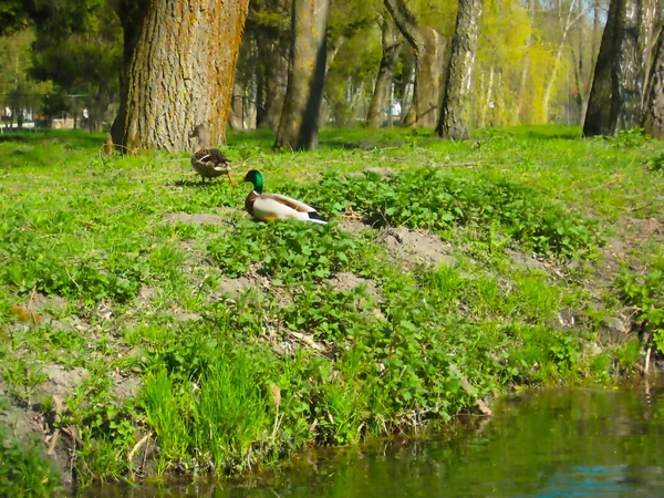 Dois patos selvagens saindo do rio na margem de uma cidade pa — Fotografia de Stock