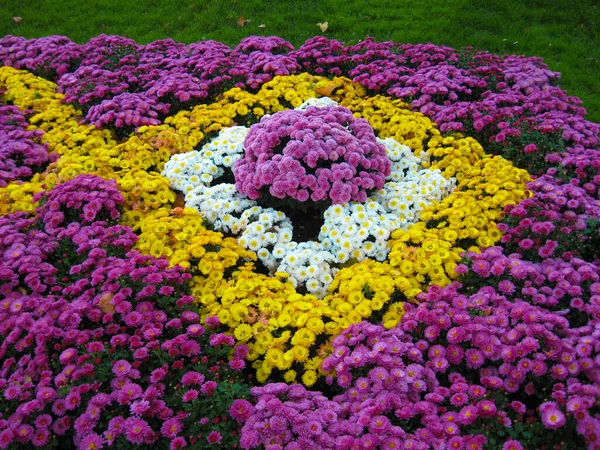 Bonito e bonito canteiro de flores feito de flo rosa, amarelo e branco — Fotografia de Stock