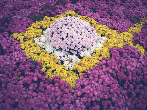 Bonito e bonito canteiro de flores feito de flo rosa, amarelo e branco — Fotografia de Stock
