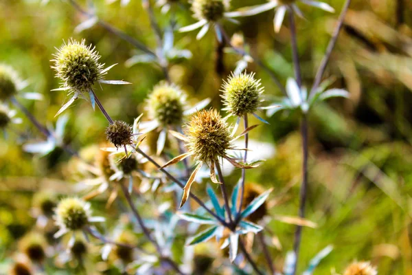 Beautiful field thistle with a blue stalk against a wild field