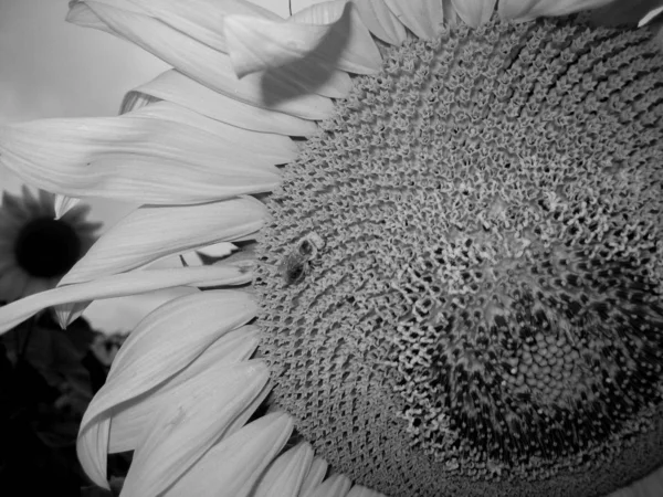 Un'ape raccoglie polline su un fiore di girasole. Fo in bianco e nero — Foto Stock