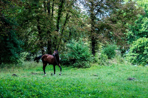 Un caballo solitario pastando en un césped en un bosque. El caballo está atado. — Foto de Stock