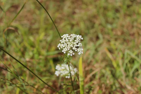 Krásná květina. Blossom Anthriscus sylvestris, známý jako — Stock fotografie