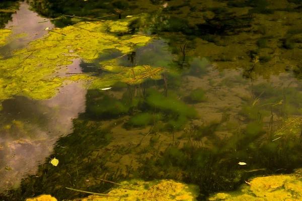 古い放棄された公園内の放棄された生い茂った池. — ストック写真