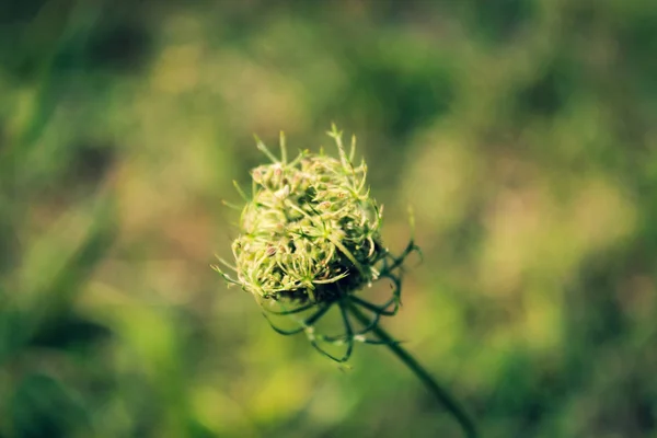 Hermosa flor de campo. Blossom Anthriscus sylvestris, conocido como — Foto de Stock
