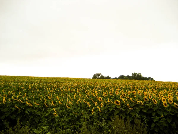 Bonito campo de girassóis fundo natural. Flor de girassol — Fotografia de Stock