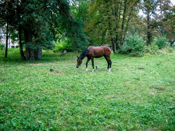 Un caballo solitario pastando en un césped en un bosque. El caballo está atado. —  Fotos de Stock