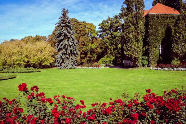 Hermoso macizo de flores con rosales y detrás de él un césped verde — Foto de Stock